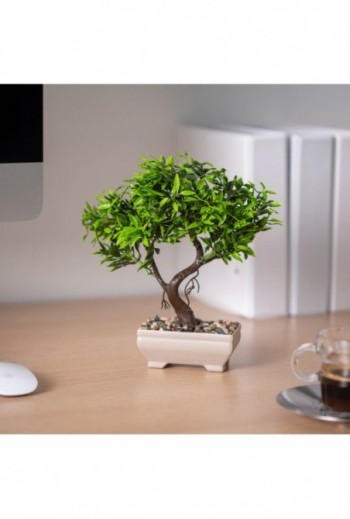 Mûnövény dekoráció - bonsai...